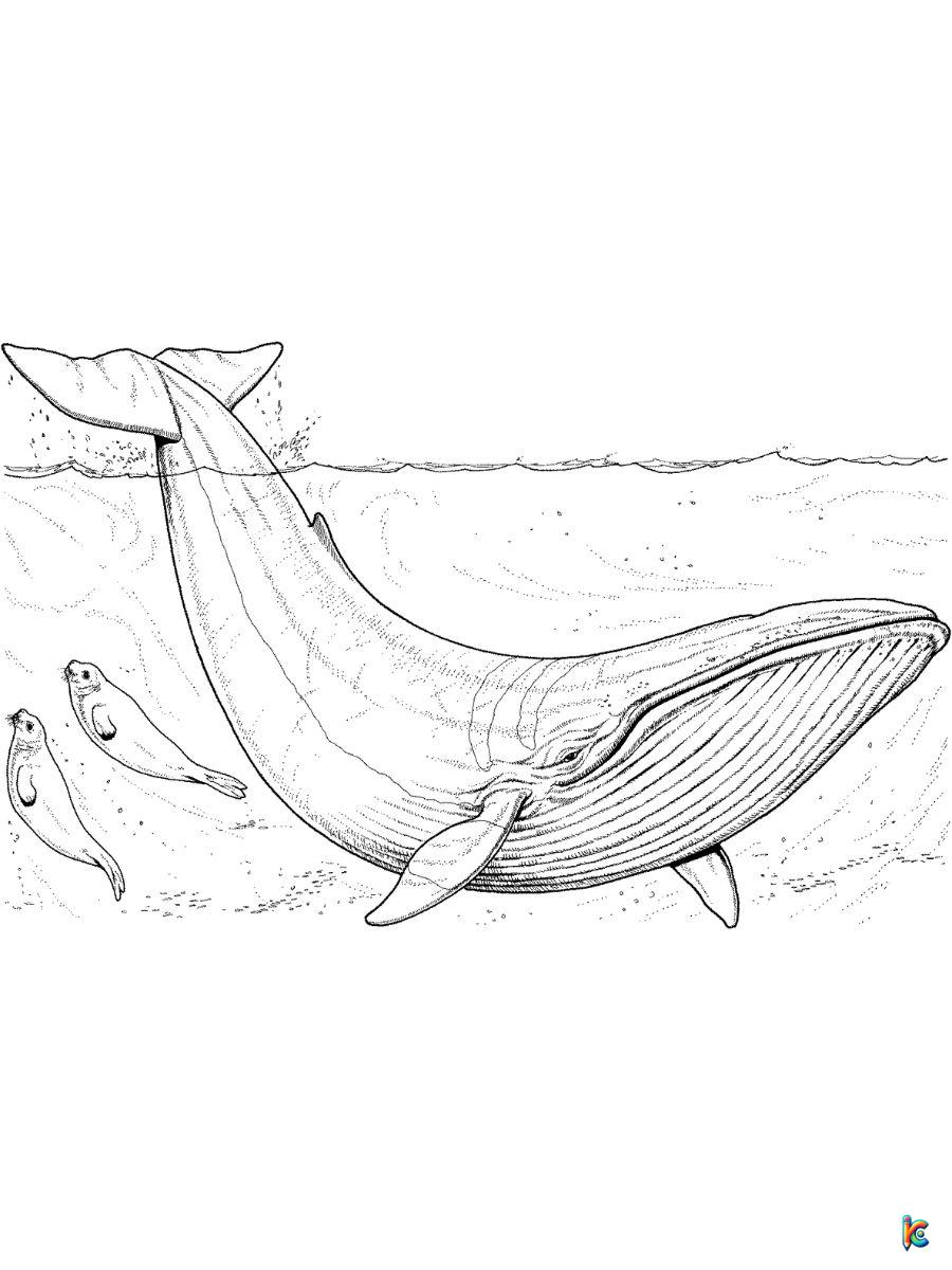 coloring page blue whale