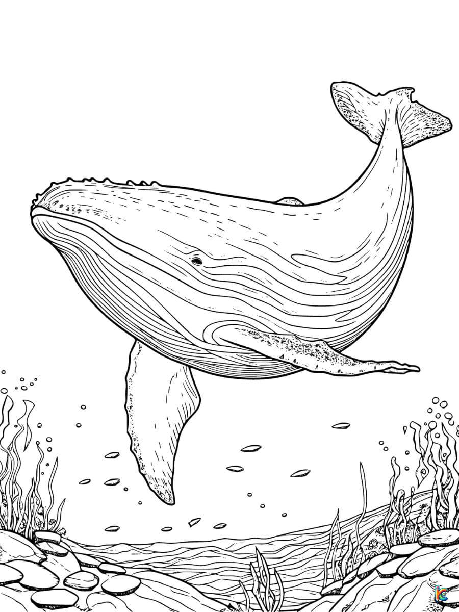realistic whale coloring pages