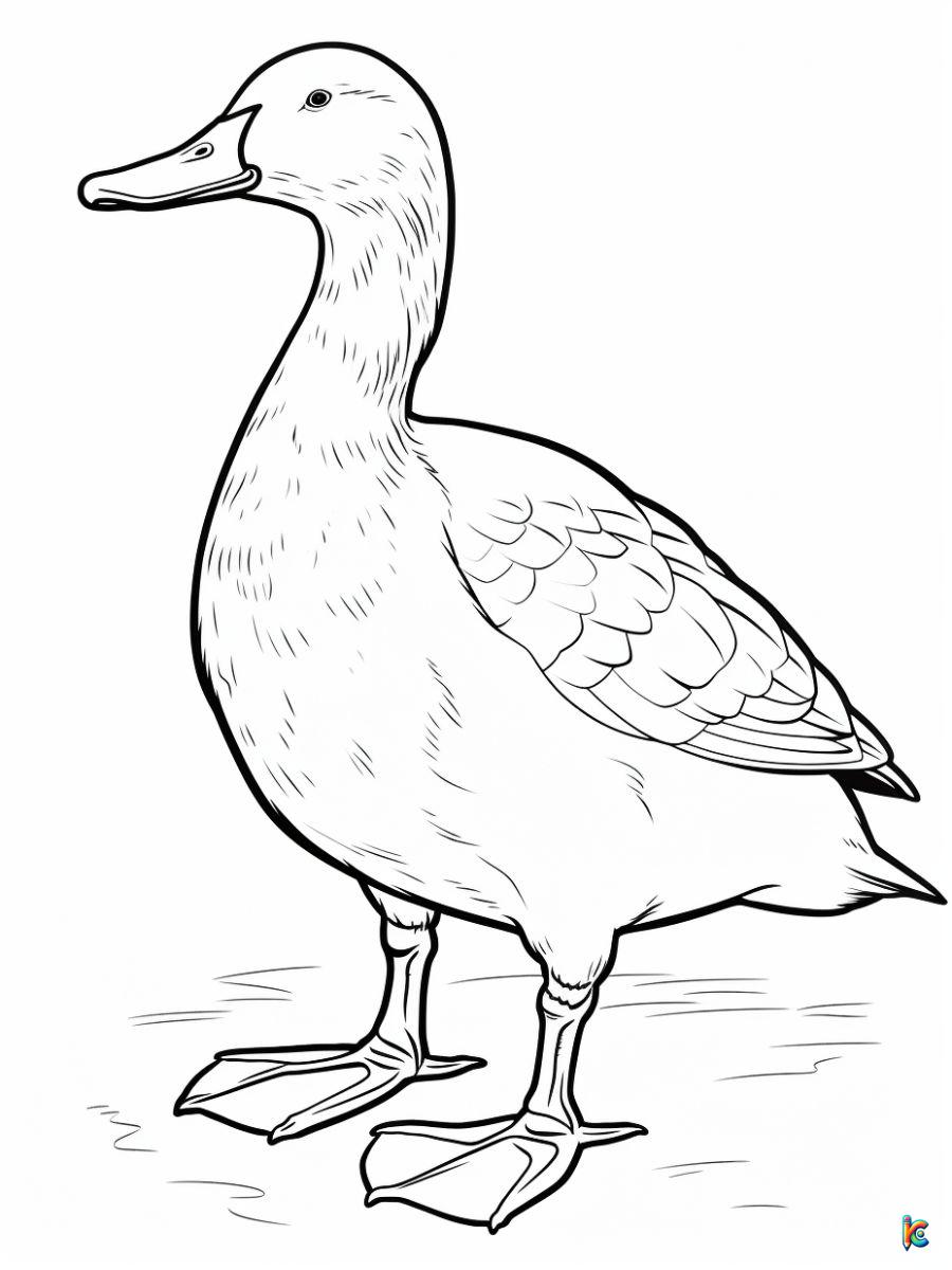 Adult Duck Coloring Pages