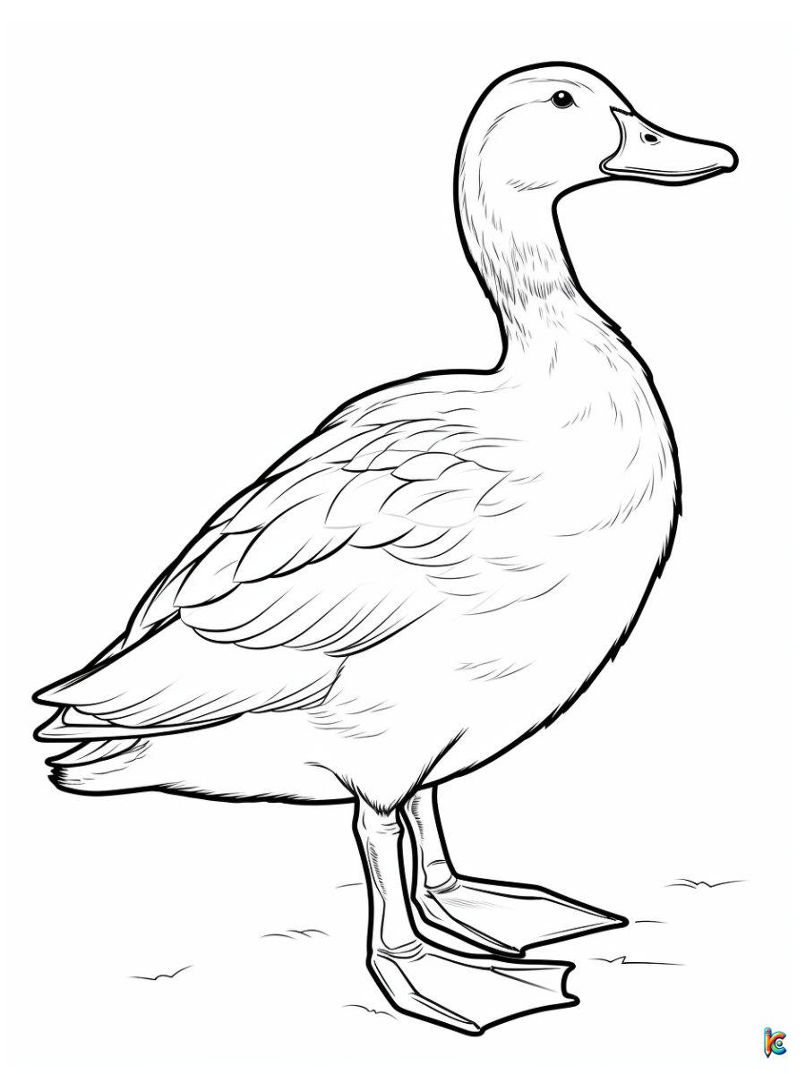 Duck Coloring Pages Realistic