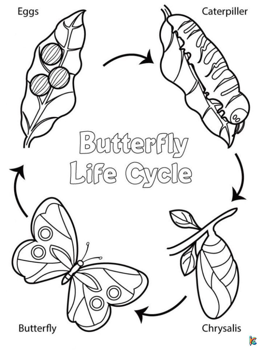 butterfly life cycle color page