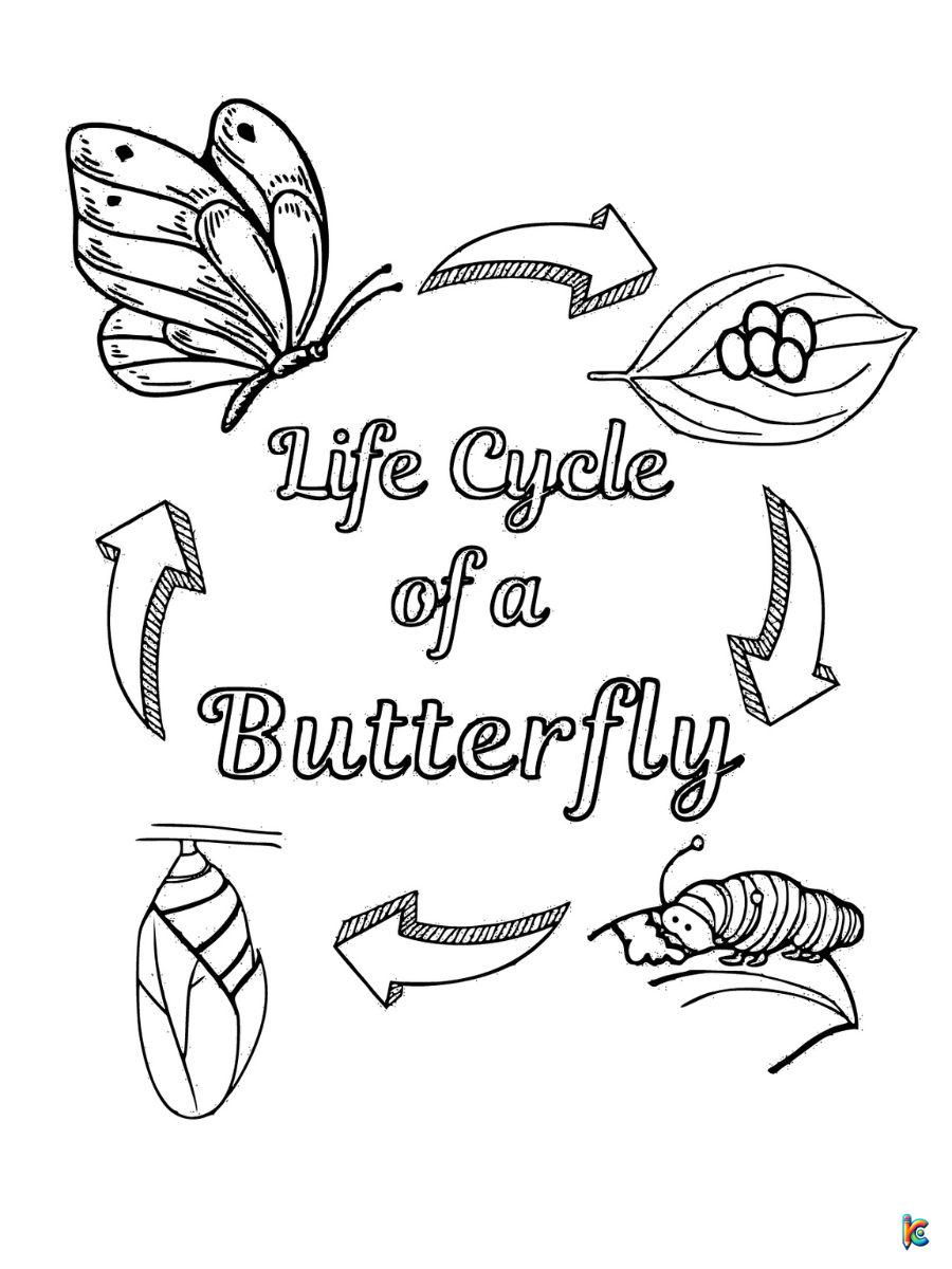 coloring page of butterfly life cycle