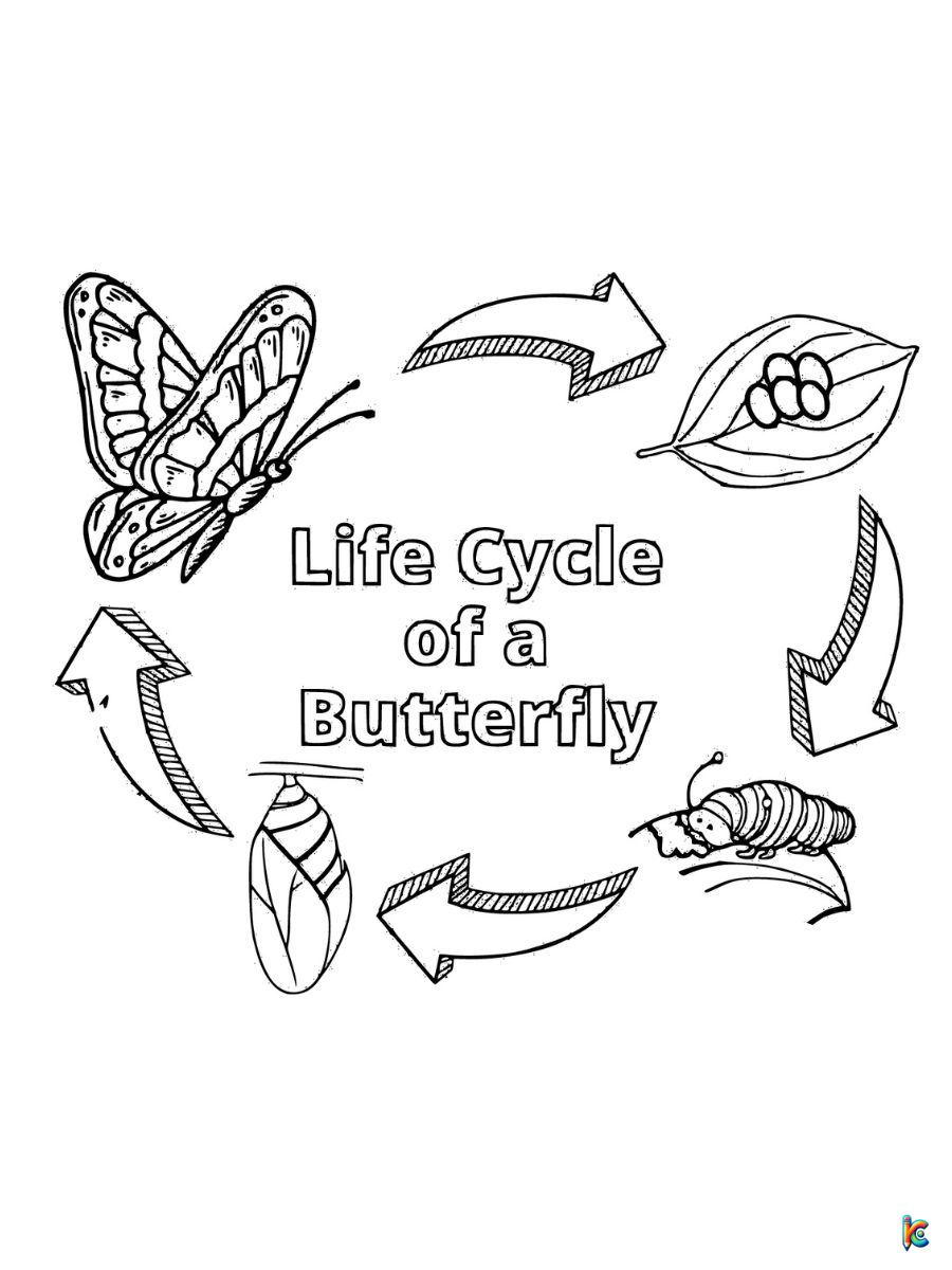 life cycle of butterfly coloring page